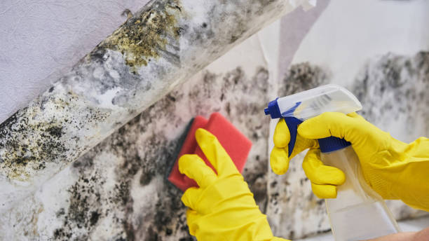 Why You Should Choose Our Mold Remediation Services in Crookston, MN